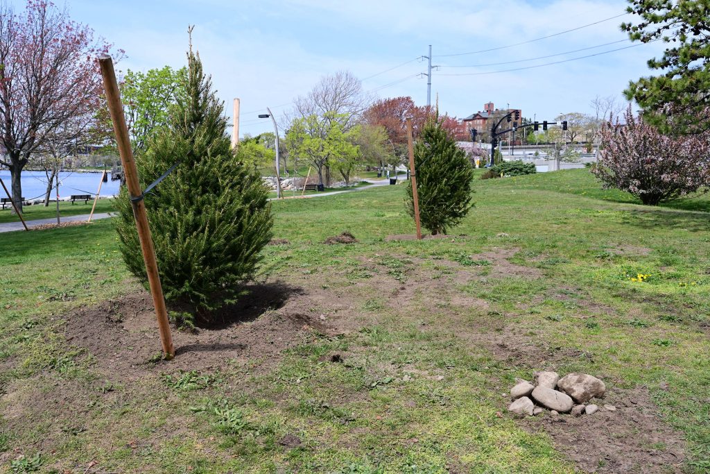 New trees planted in the park, spring 2021